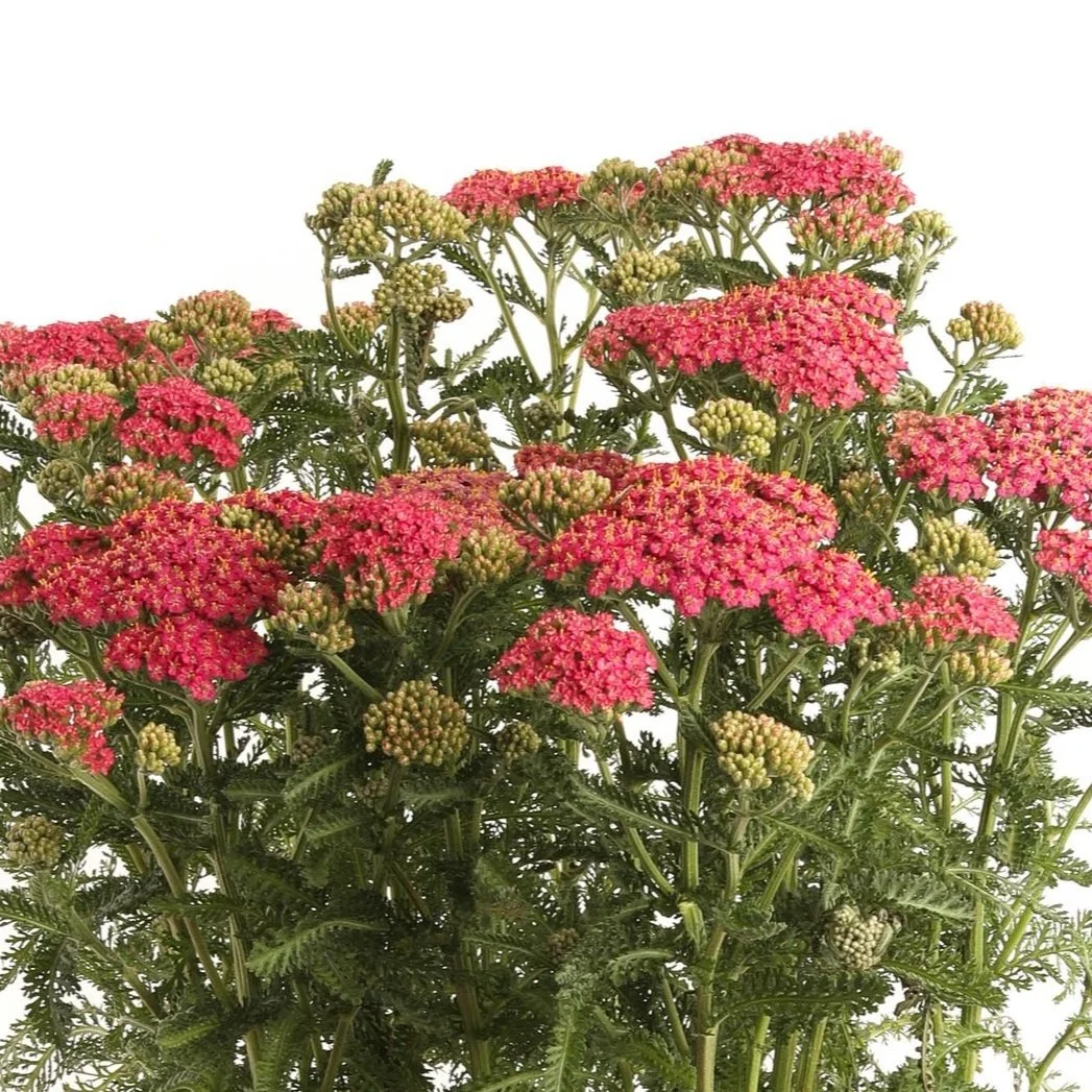 Our Plants — Kawahara Nurseries